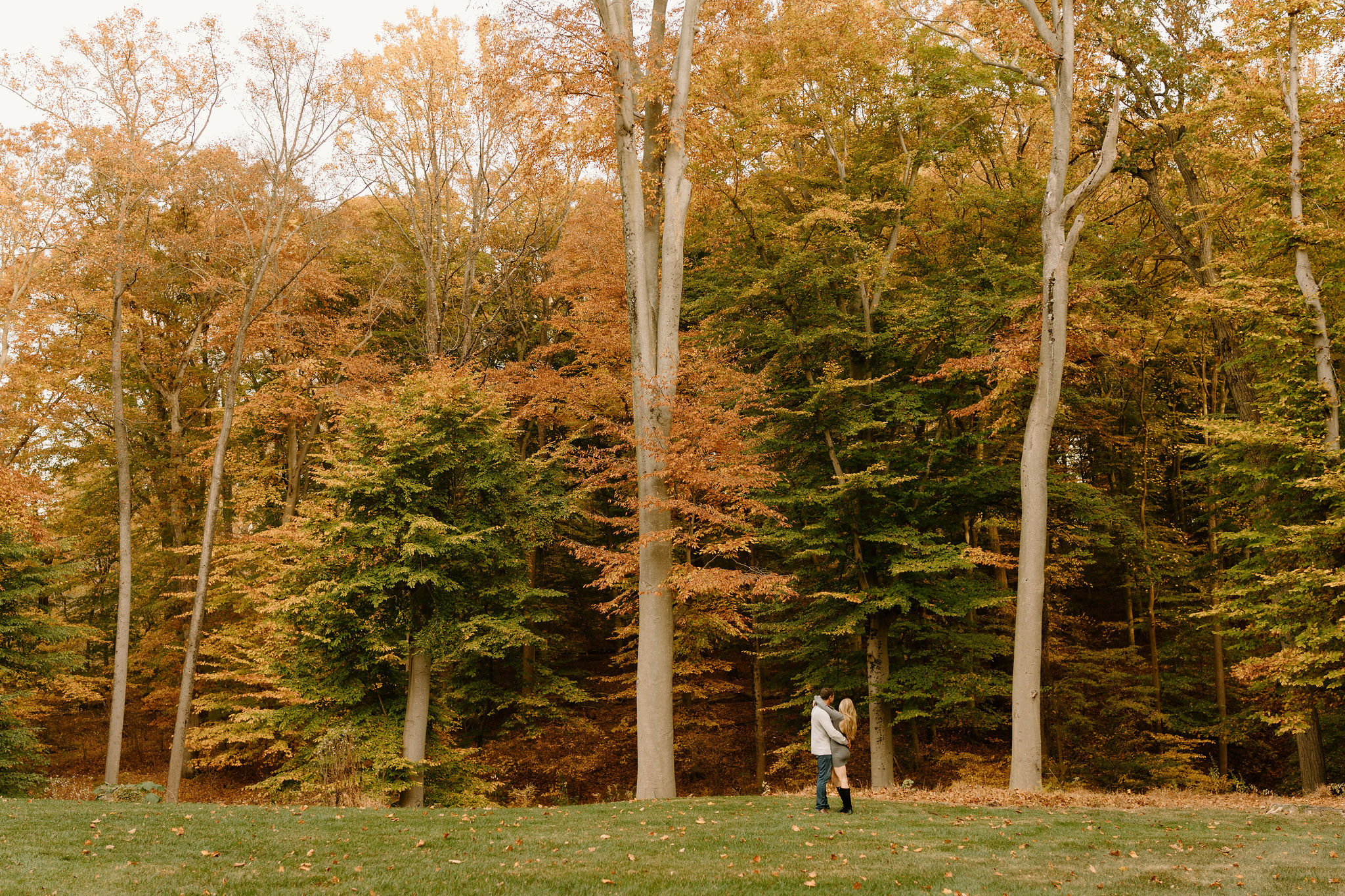 wide angle photo of an engaged couple embracing surrounded by tall trees, bright with autumn colors