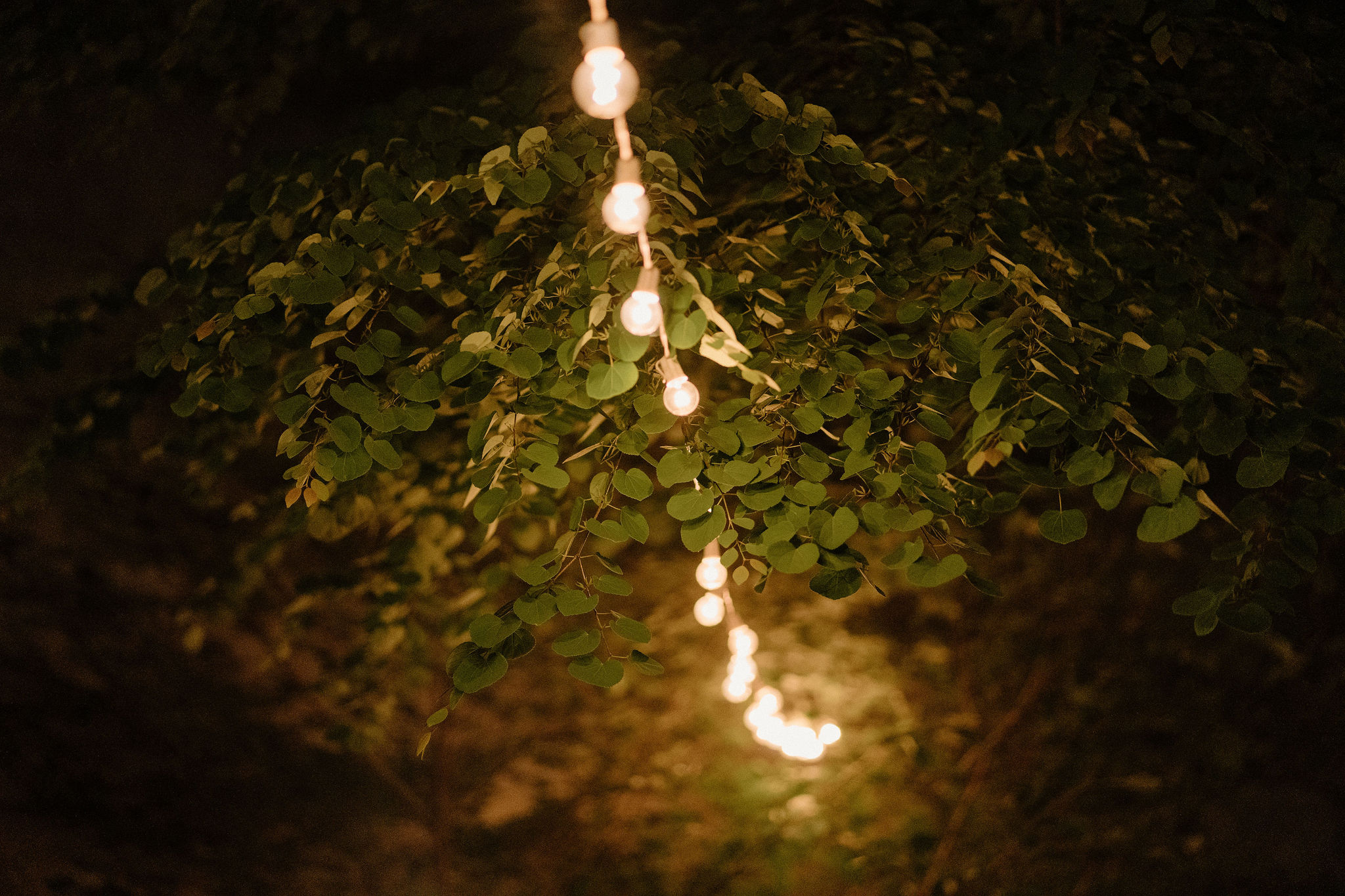 close up image of a string of lights at night time, running through leafy tree branches