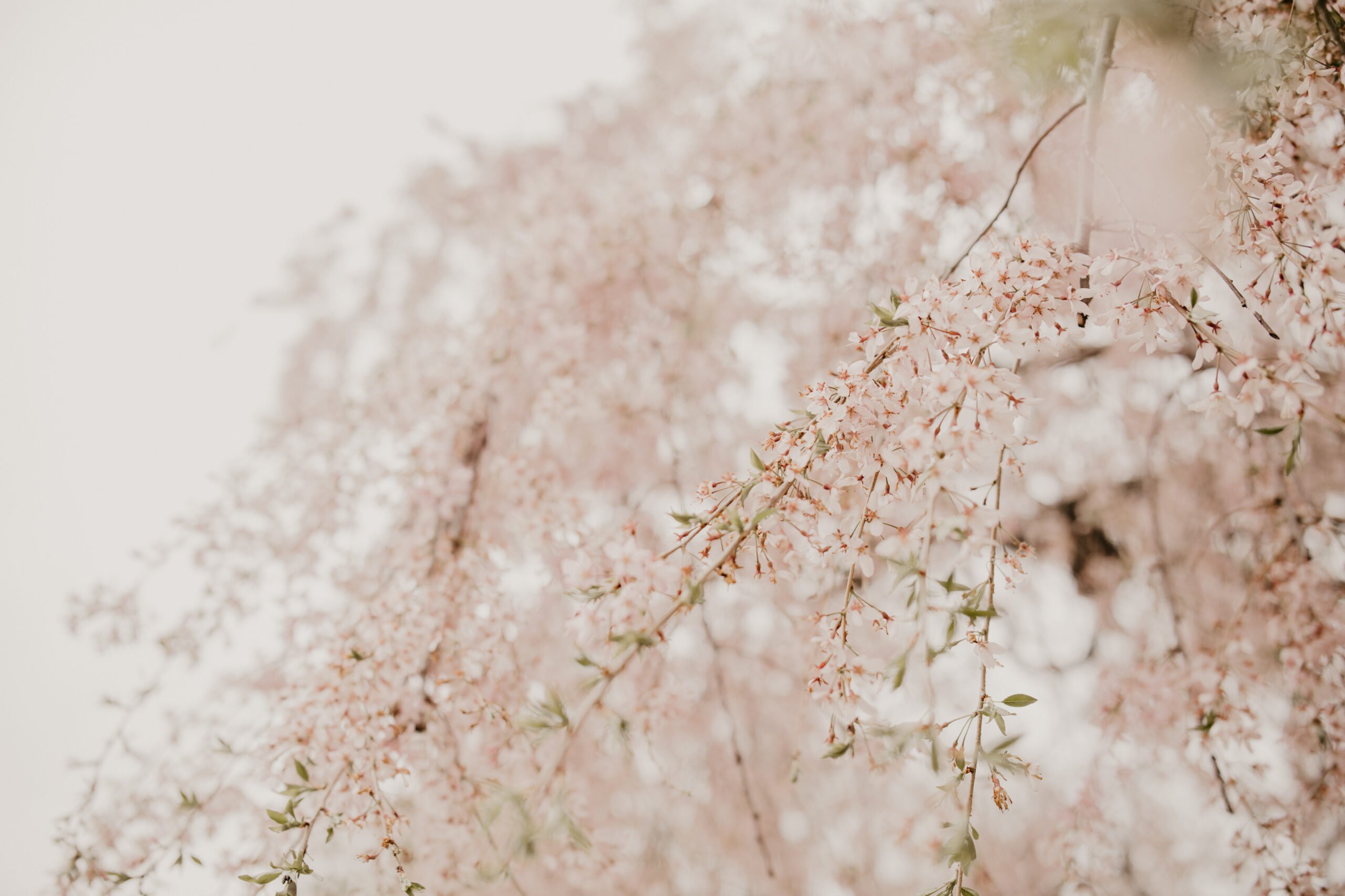 close up image of cherry blossoms
