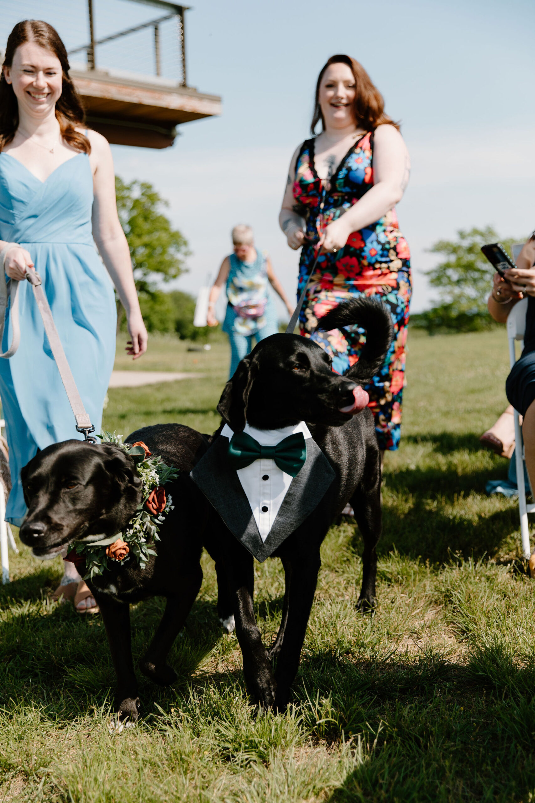 bride and groom's two dogs being walked down the aisle during the wedding ceremony, one wearing a flower collar and one wearing a tuxedo collar